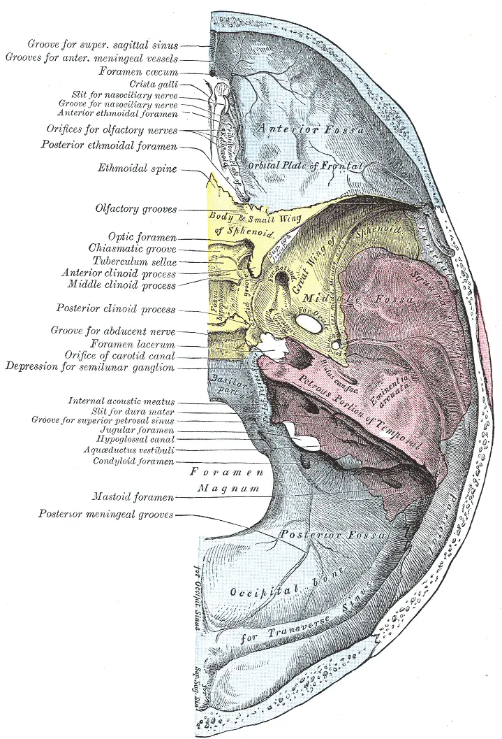 Meatus (foramen): what does this orifice in a bone or organ correspond to?