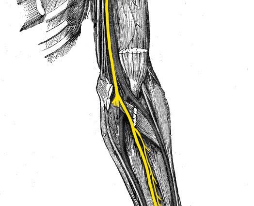 Median nerve