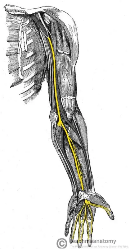 Median nerve