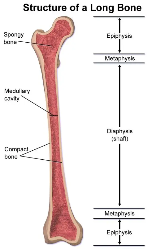 Epiphysis