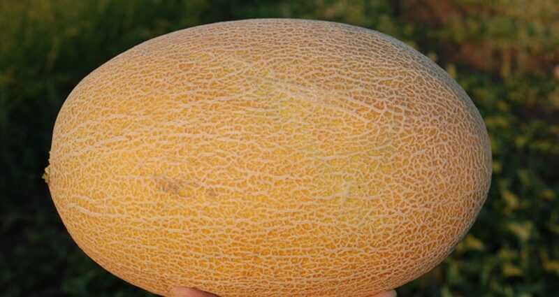 Melon Amal: variété, description