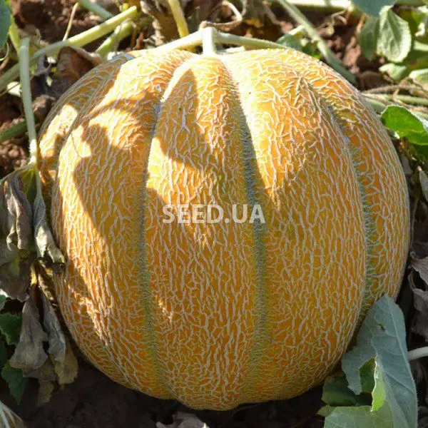 Melon Ethiopian: description