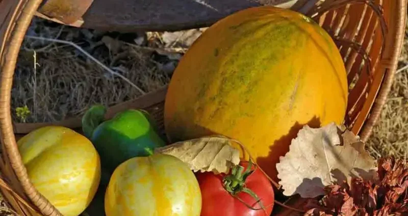 Melon kolkhoz woman: cultivation