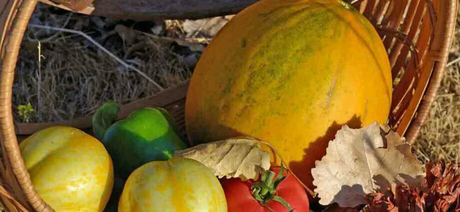 Melon kolkhoz woman: cultivation