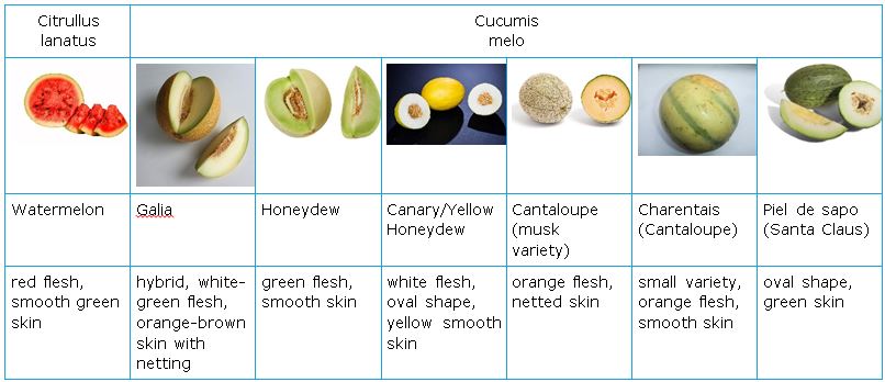 Variétés de melon: description et noms