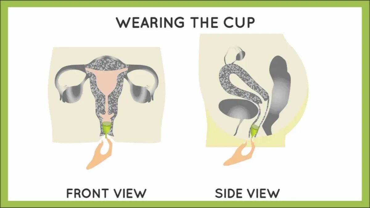 Menstrual cup: how to put on and take off a cup?