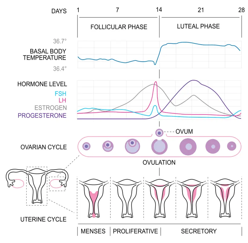 Menstrual cycle: the follicular phase