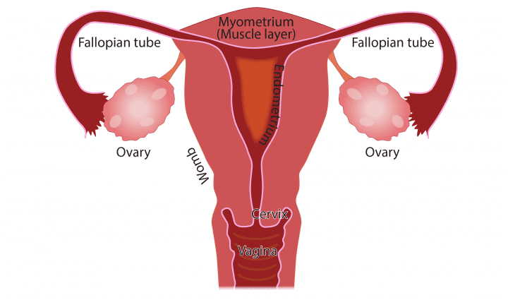 Menstruasiya