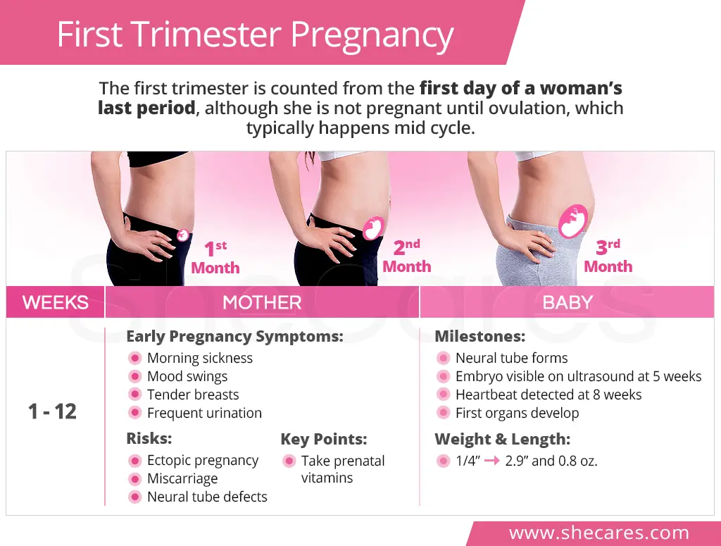 Menstruation in the first trimester of pregnancy. Video