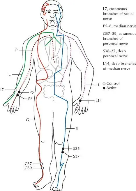 Meridians and acupuncture points