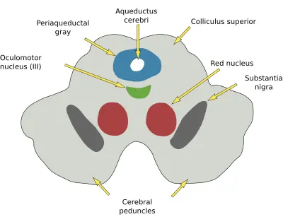 Mesencephalon