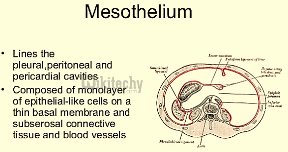 Mesothelium, ew çi ye?