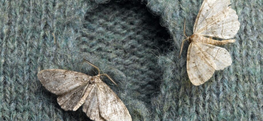 Methods for dealing with the moth on apple trees