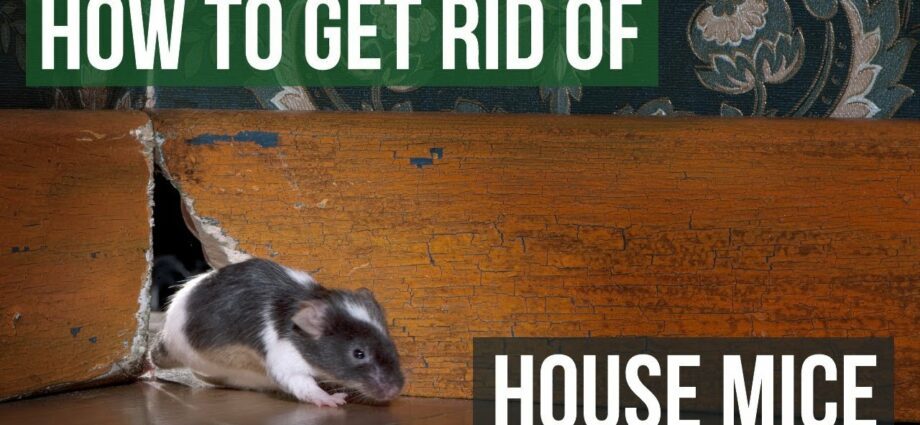 Tikus di rumah: bagaimana mengeluarkan tikus. Video