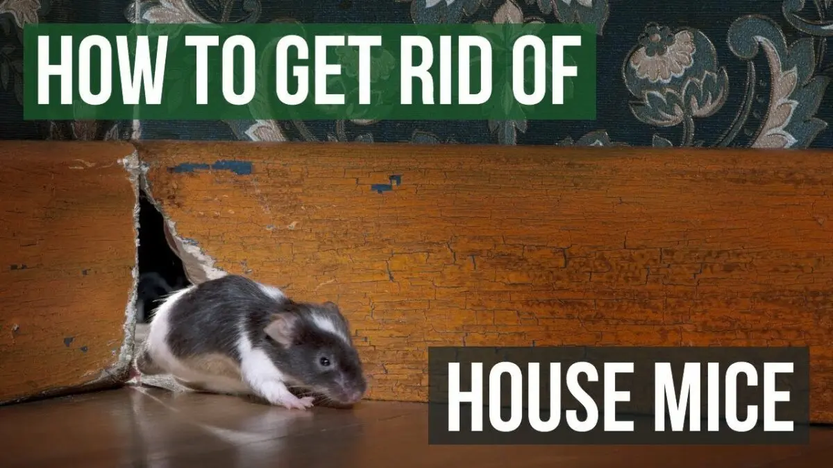 Mice in the house: how to get out rodents. Video