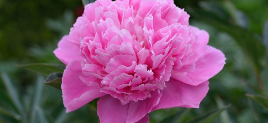 Milk-flowered peony: description, photo