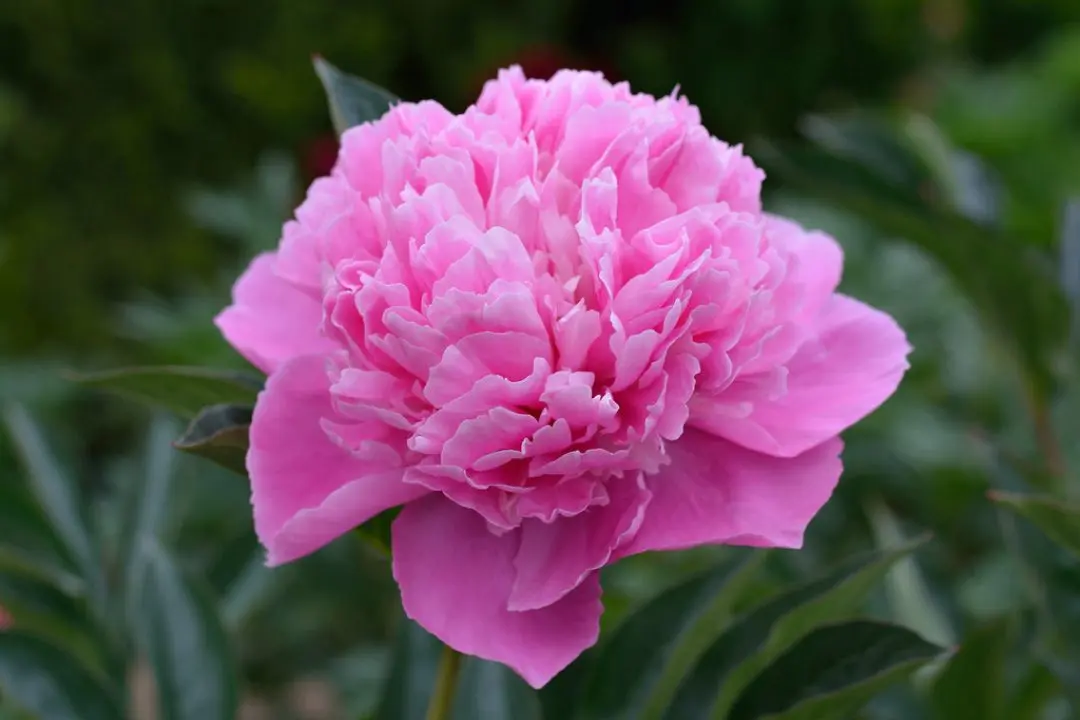 Milk-flowered peony: description, photo