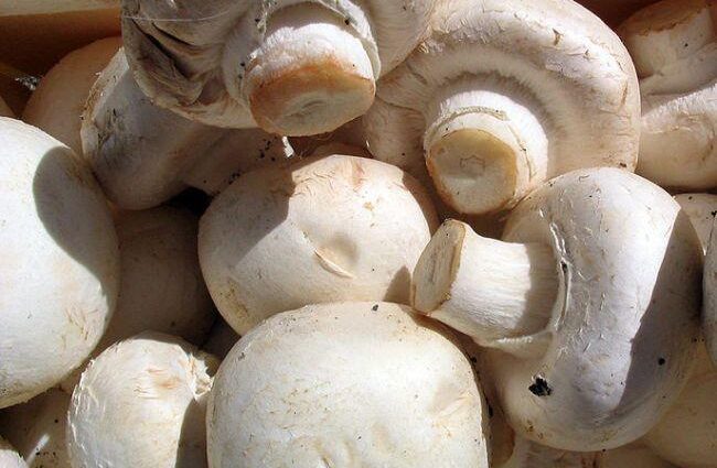Milk mushroom: useful properties and contraindications. Video