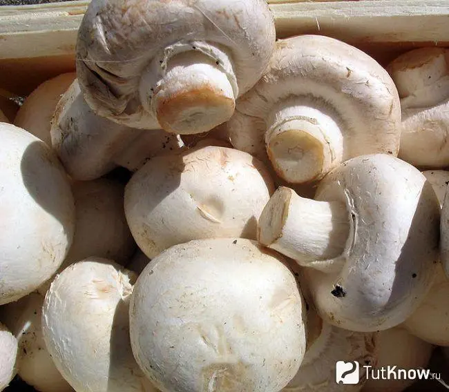 Milk mushroom: useful properties and contraindications. Video