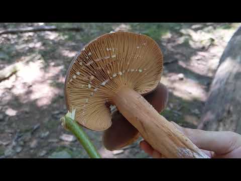 Milk mushrooms: how to salt? Video