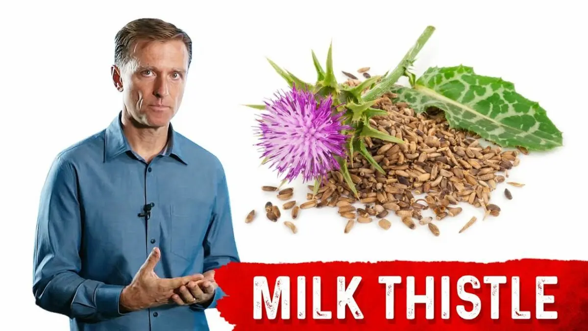 Milk thistle for weight loss. Video