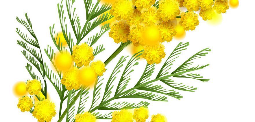 Mimosa &#8211; a flower of spring