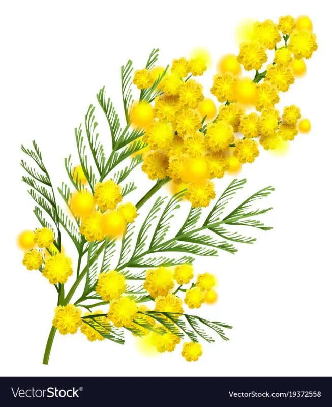 Mimosa &#8211; a flower of spring