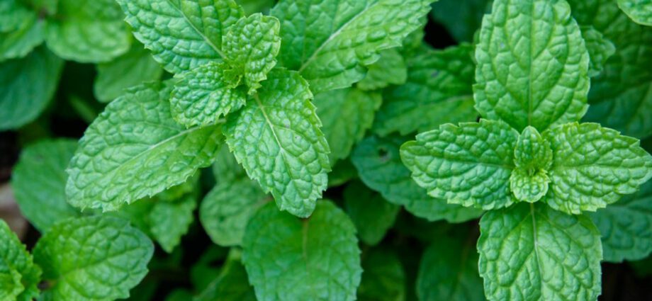 Mint plant