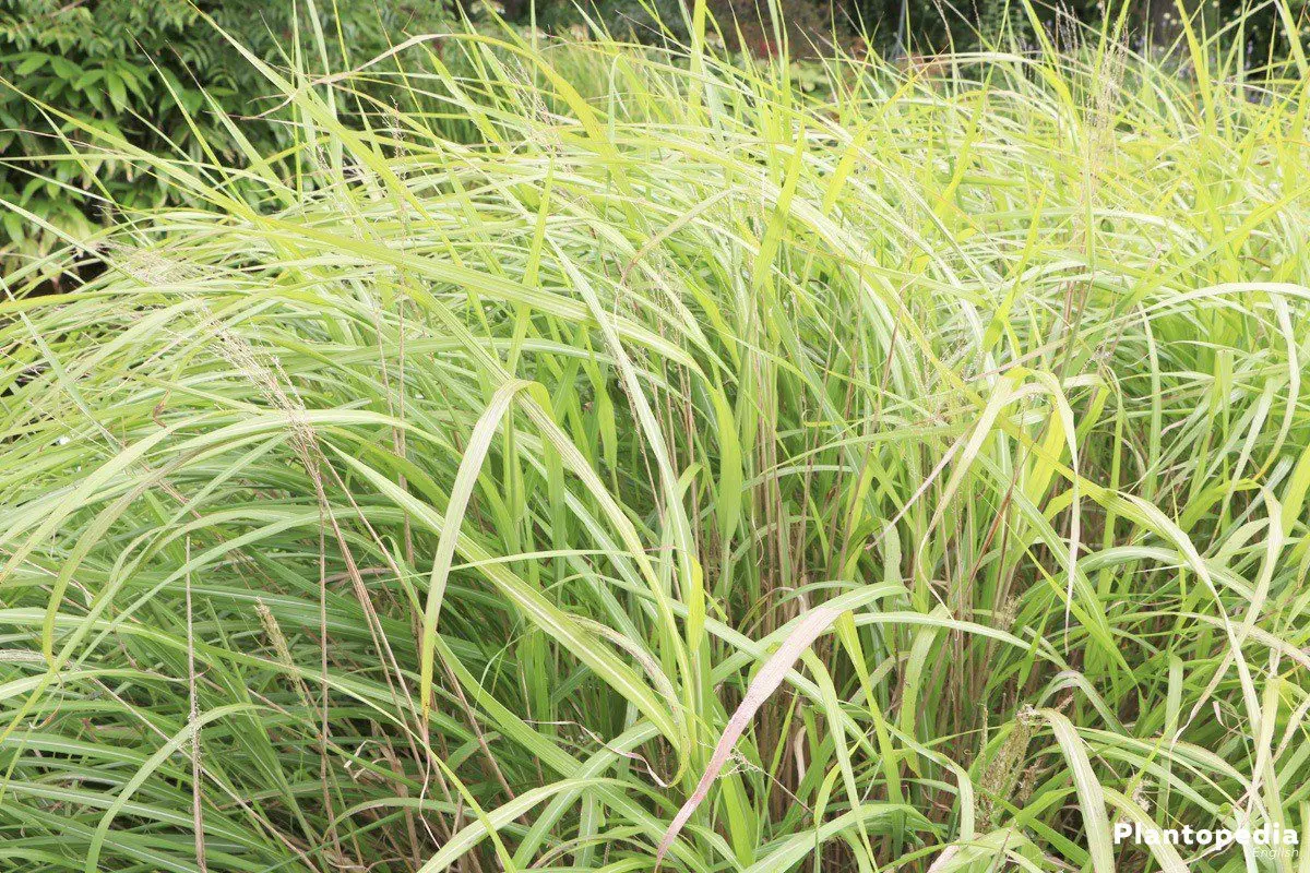 Miscanthus Chinese: planting and care