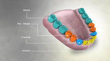 Molars