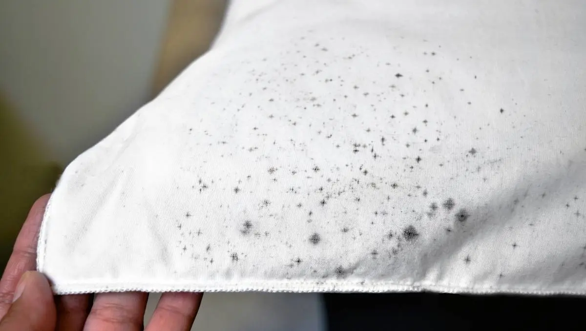 Mold stains on clothes: how to get rid of? Video
