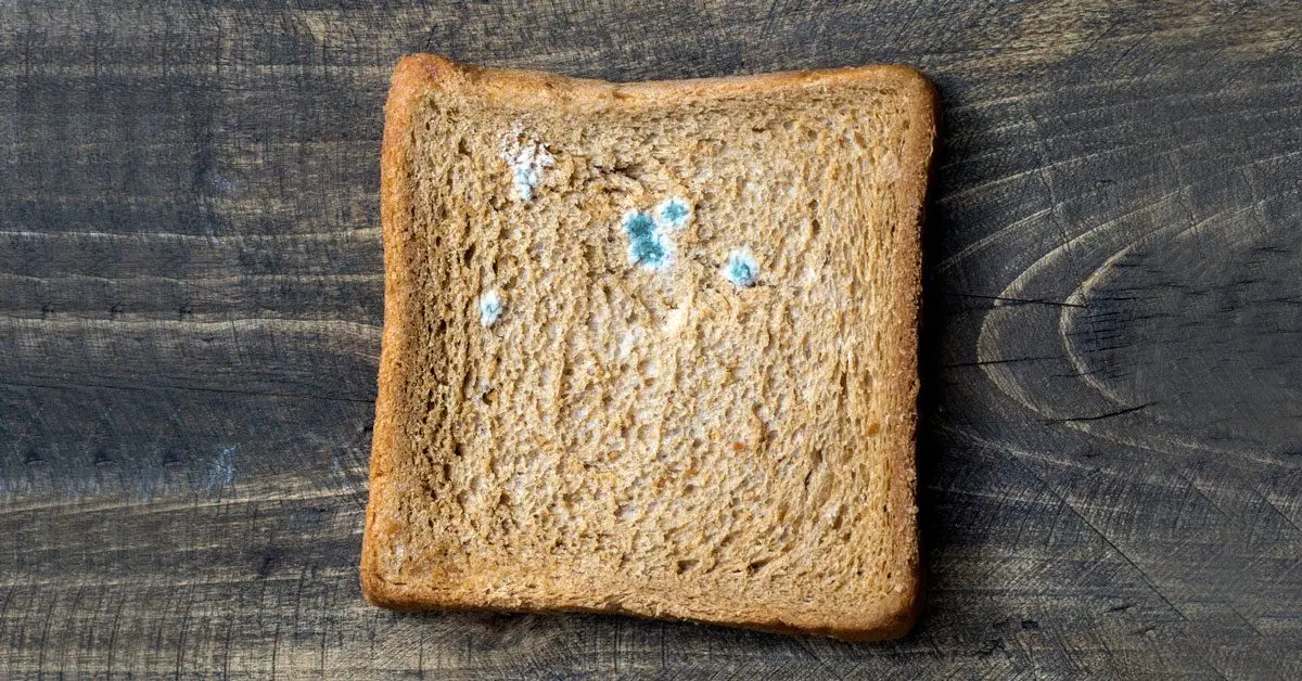 Moldy bread &#8211; can you eat it?