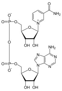 Molecule of youth