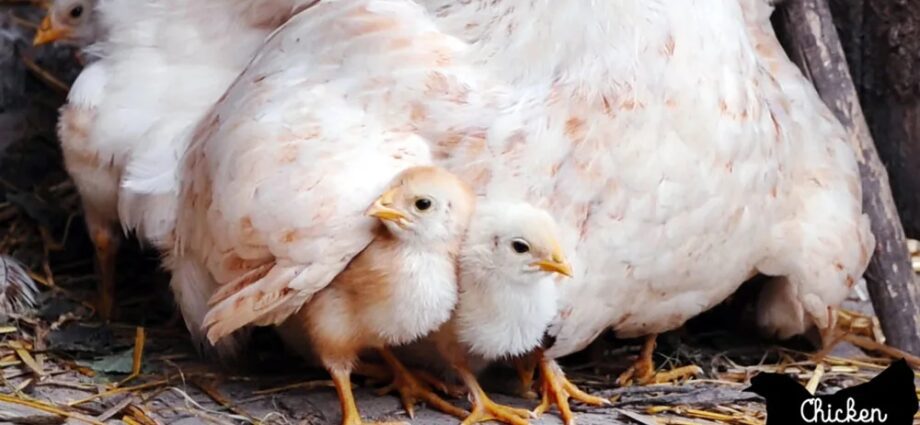 Mommy hen: risky behavior for your child?