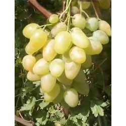 Monarch grapes: description of the variety, photo