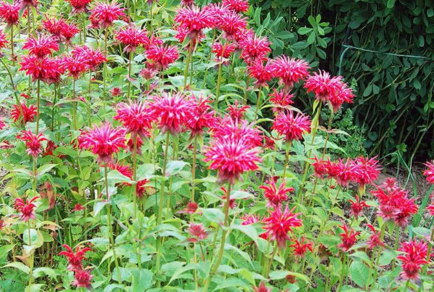 Monarda: useful properties and contraindications