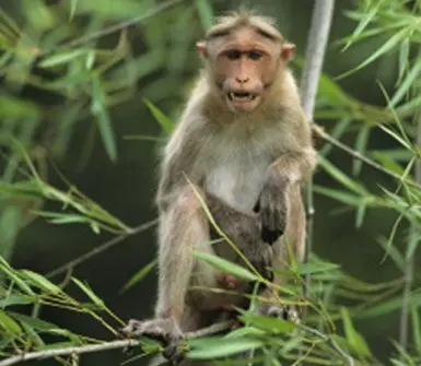 Monkey herpes B: a deadly virus for humans