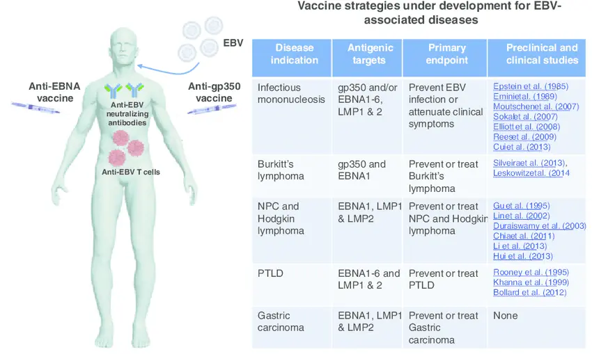 Mononucleosis &#8211; Complementary approaches