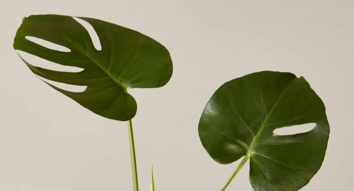 Monstera flower: home care