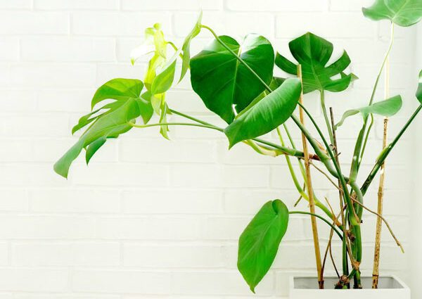 Monstera root: aerial roots