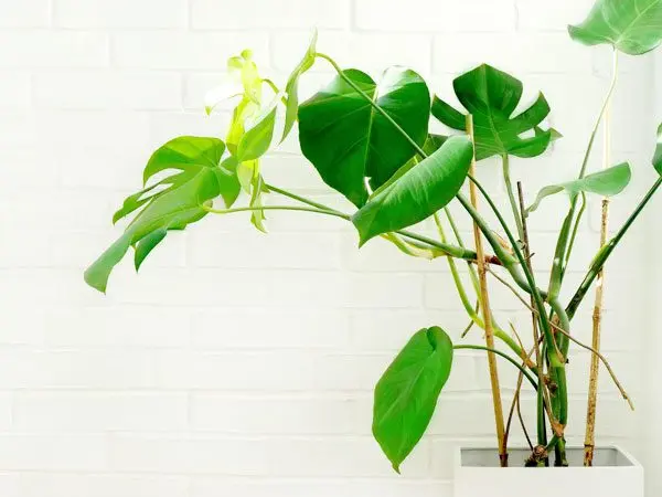 Monstera root: aerial roots