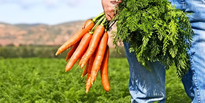 Carrots will increase fertility in men