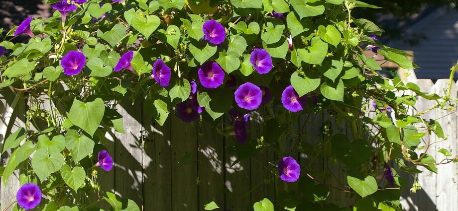 Morning glory: planting and care