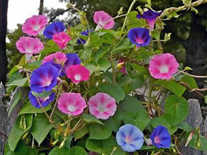 Morning glory sweet potato: planting, care