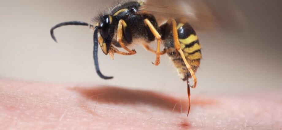莫斯科生态学家死于黄蜂咬伤