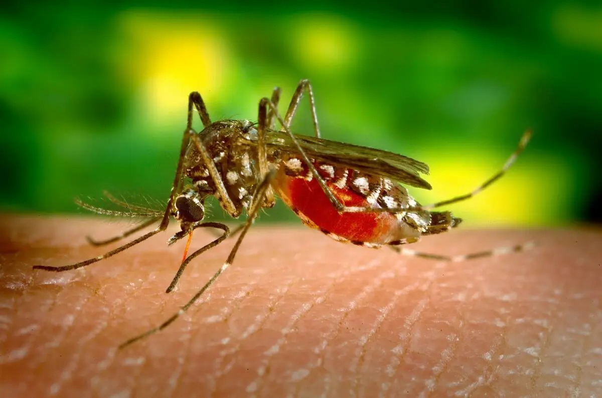 Mosquitoes: folk remedies for mosquitoes and advice from the forums