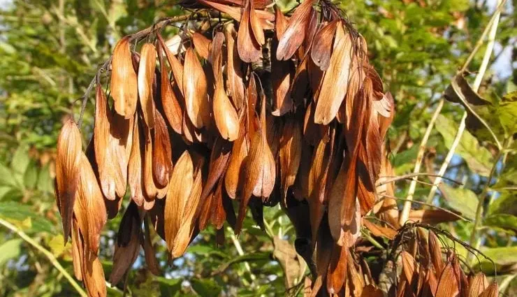 Mountain ash from seeds: reproduction at home