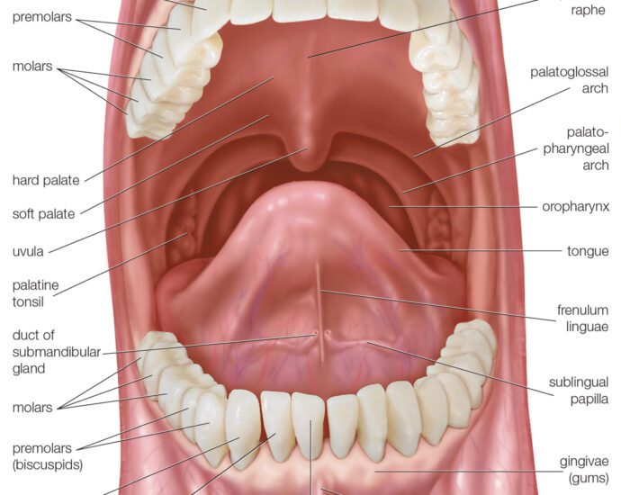 Soft palate