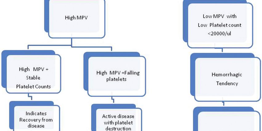 MPV: analiza volumului mediu de trombocite ridicat sau scăzut ...