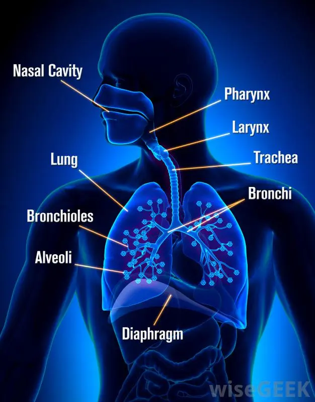 Mucosa: the role of uterine, nasal and intestinal mucous membranes